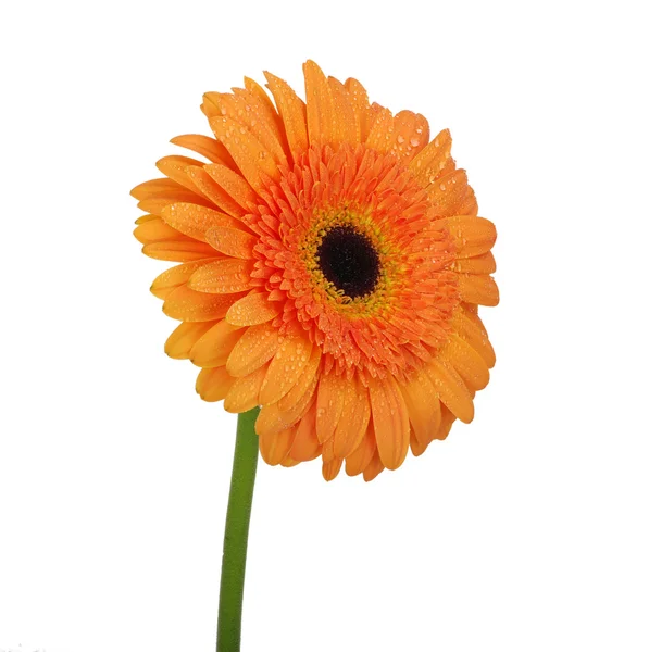 Oranje bloem — Stockfoto