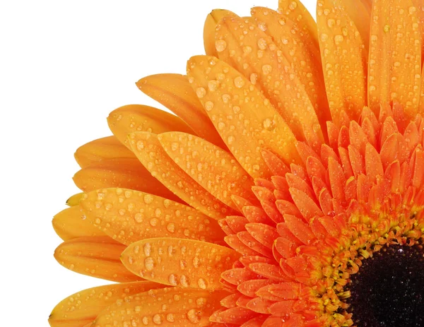 Orange flower — Stock Photo, Image