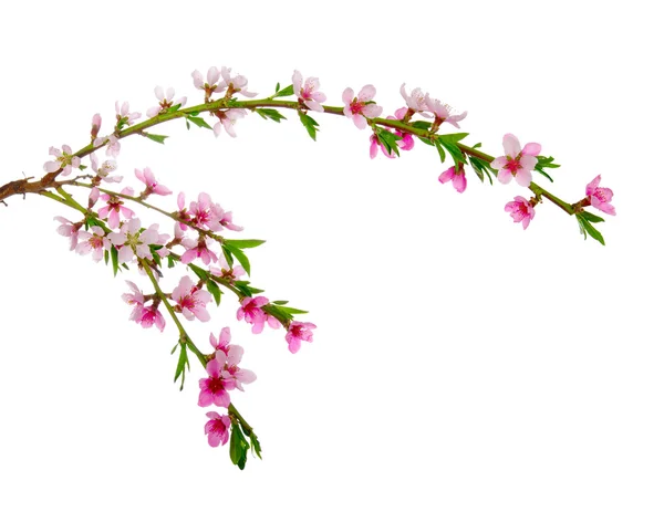 Pink blossoms — Stock Photo, Image