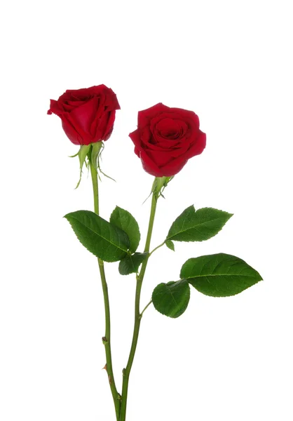 Zwei rote Rosen — Stockfoto