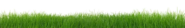 Green grass on white background — Stock Photo, Image