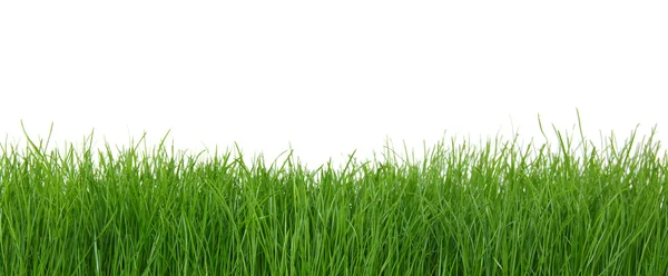 Green grass on white background — Stock Photo, Image