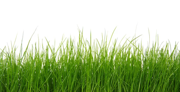 Zielona trawa na białym tle — Zdjęcie stockowe