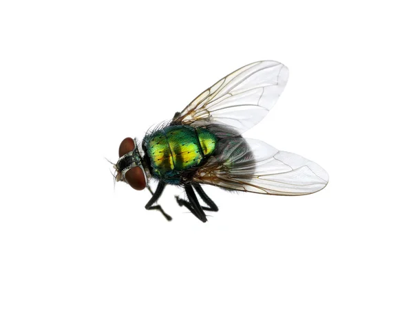 Mosca verde — Foto Stock