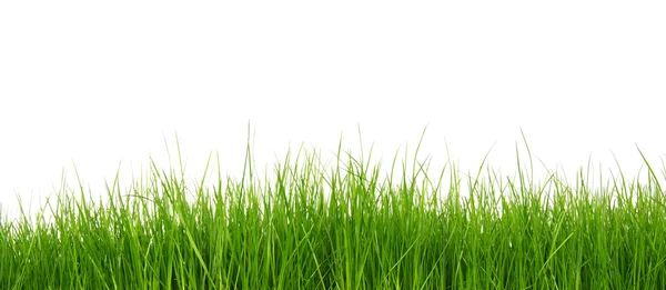 Green grass on white background — Stock Photo, Image