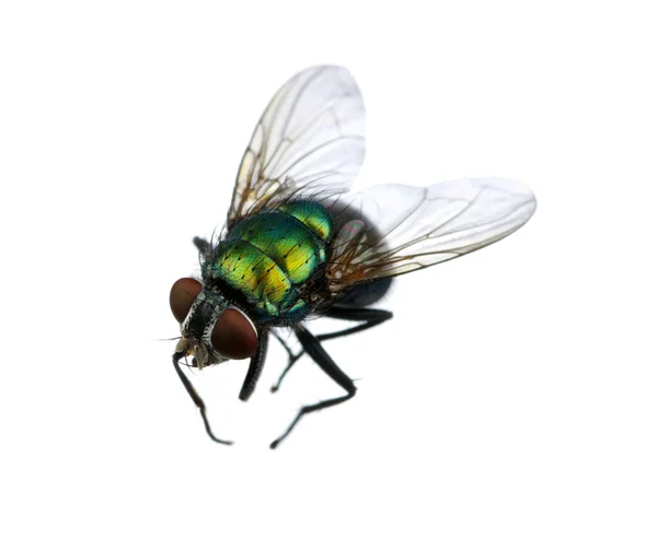 Mosca verde — Foto de Stock