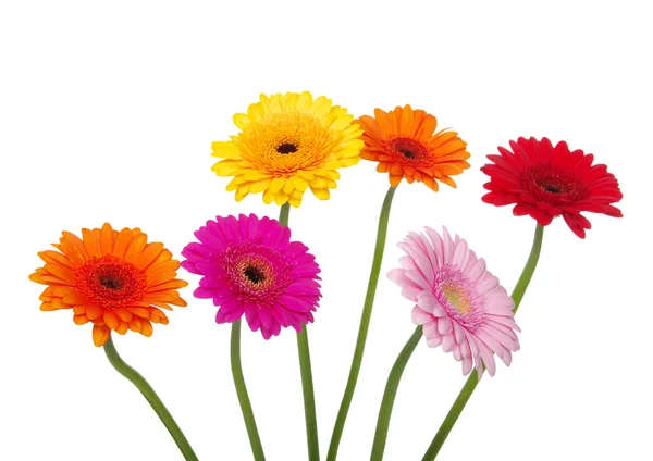 Gerbera — Foto Stock