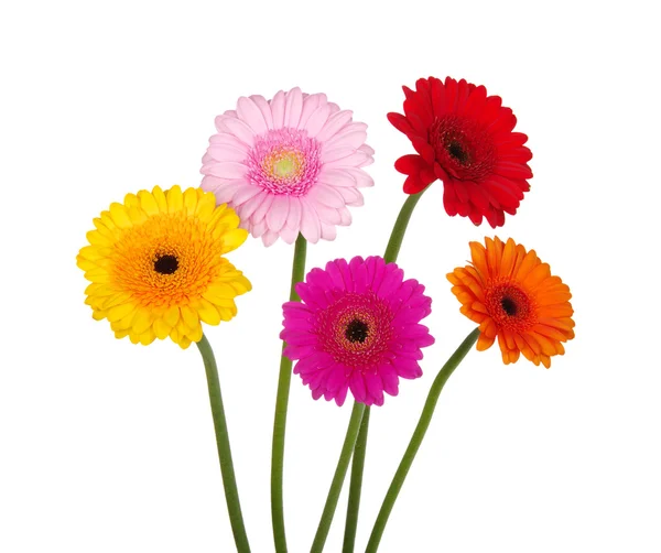 Gerbera — Foto Stock