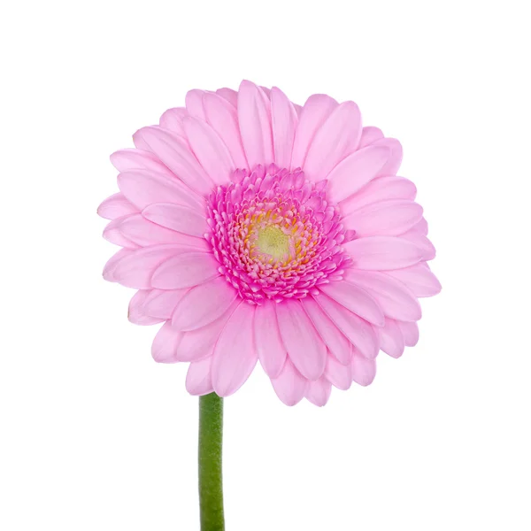 Roze gerbera — Stockfoto