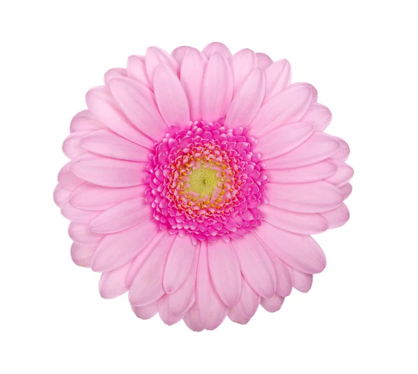 Pink gerbera — Stock Photo, Image