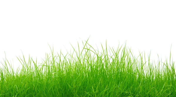 Groen gras — Stockfoto