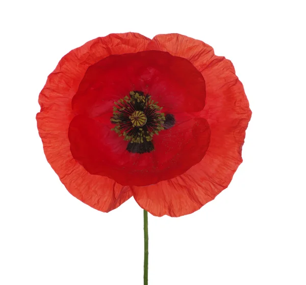 Rode papaver — Stockfoto