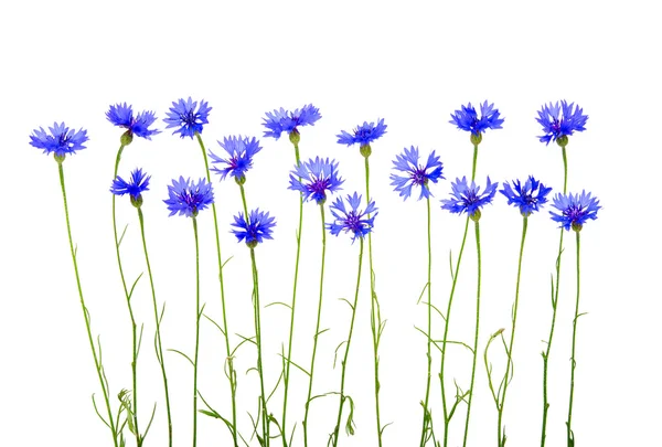 Blue cornflowers — Stock Photo, Image