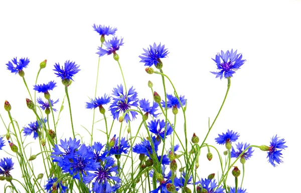 Blauwe korenbloemen — Stockfoto