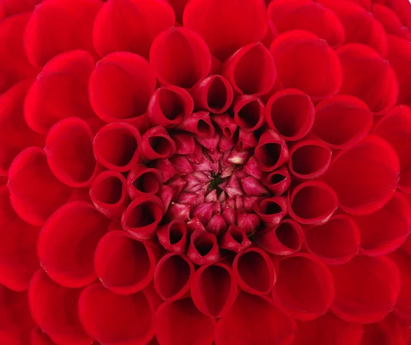 Flor de close-up — Fotografia de Stock