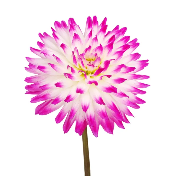 Blume — Stockfoto