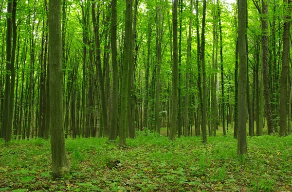 Bos in het voorjaar van — Stockfoto