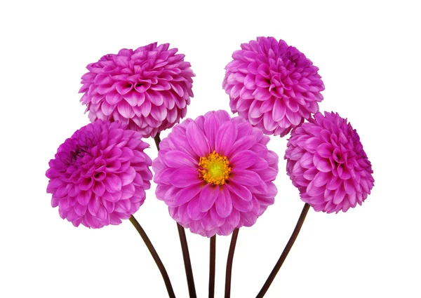 Dahlia květiny — Stock fotografie