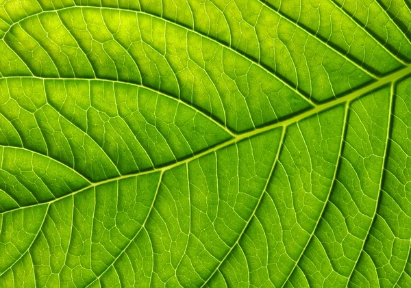 Textura de hoja verde — Foto de Stock