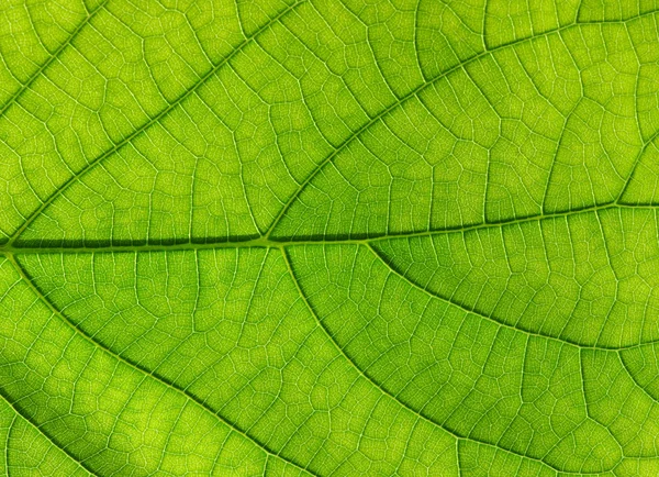 Textura de folha verde — Fotografia de Stock