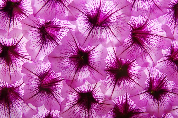 Closeup flower — Stock Photo, Image
