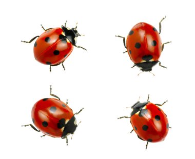 ladybugs topluluğu 