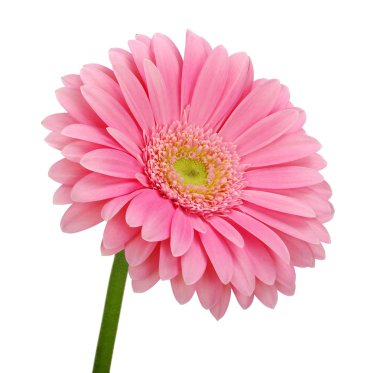pembe gerbera 