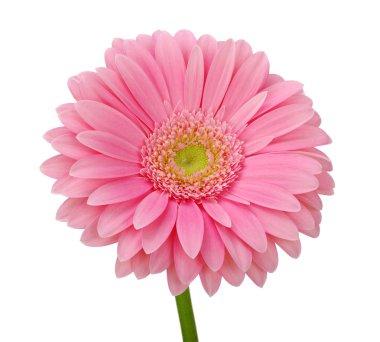 pembe gerbera 