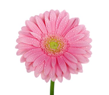 pembe gerbera 
