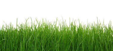 Beyaz arkaplanda yeşil çimen 