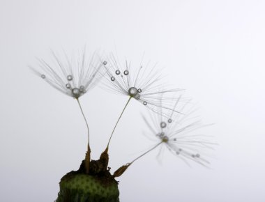 karahindiba tohumları 