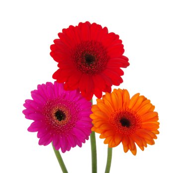 Gerbera  