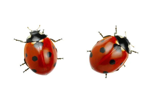 Coccinella — Foto Stock