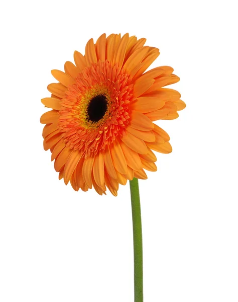 Oranje bloem — Stockfoto