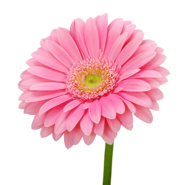 Rózsaszín gerbera — Stock Fotó