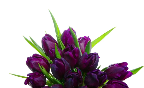 Bouquet di tulipani — Foto Stock