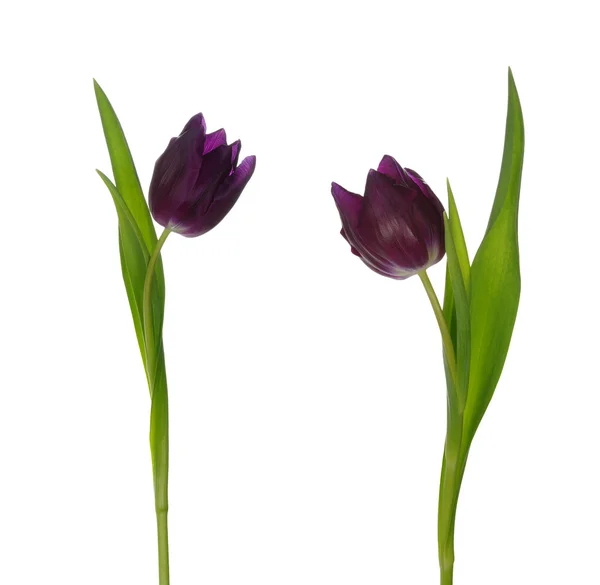 Tulp — Stockfoto