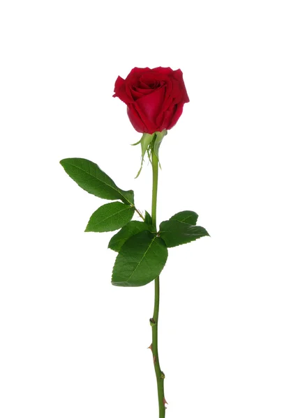 Rote Rose — Stockfoto