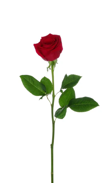 Red rose — Stock Photo, Image