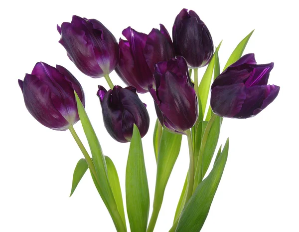 Bouquet of tulips — Stock Photo, Image