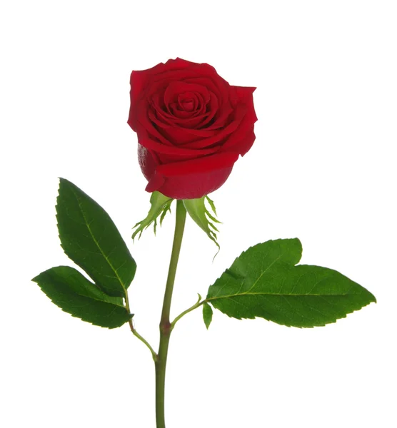 Rote Rose — Stockfoto