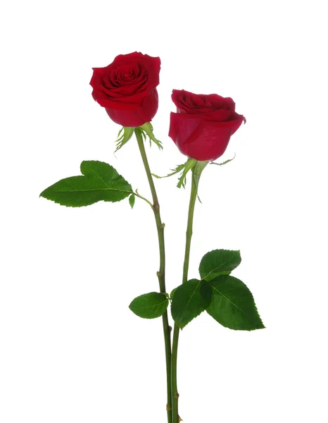 ดอกกุหลาบแดงสองดอก — ภาพถ่ายสต็อก