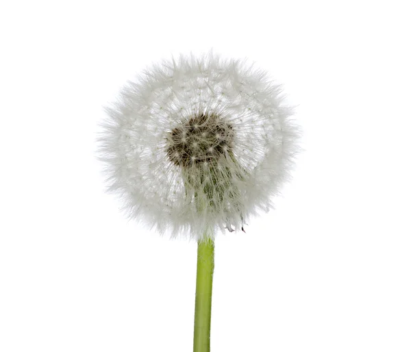 Spring dandelion — Stock Photo, Image