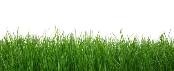 Grönt gräs på vit bakgrund — Stockfoto
