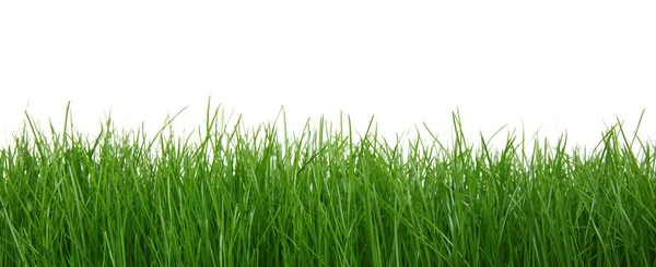 Groen gras op witte achtergrond — Stockfoto