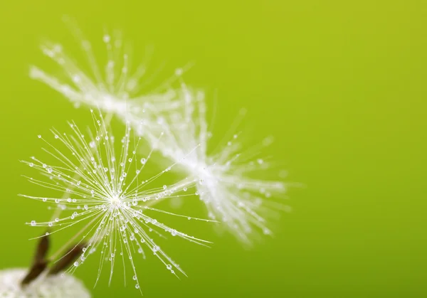 Diente de león —  Fotos de Stock