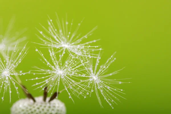 Diente de león —  Fotos de Stock