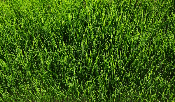 Gras achtergrond — Stockfoto