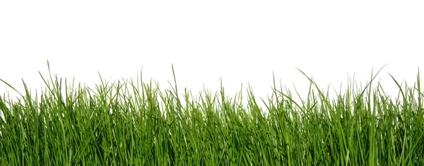 Green grass on white background — Stock Photo, Image