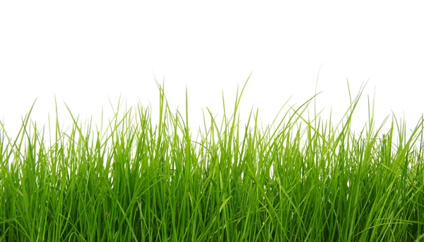 Groen gras op witte achtergrond — Stockfoto